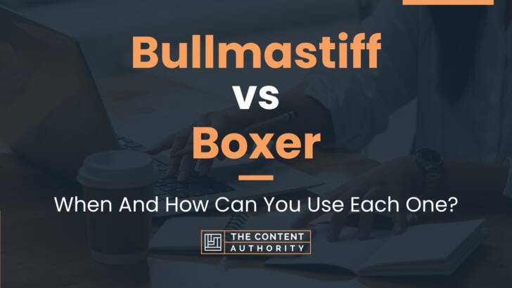 Bullmastiff vs Boxer: When And How Can You Use Each One?