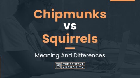 Chipmunks vs Squirrels: Meaning And Differences