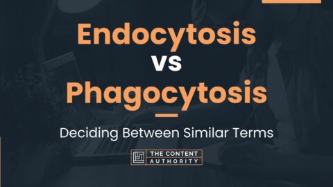 Endocytosis vs Phagocytosis: Deciding Between Similar Terms