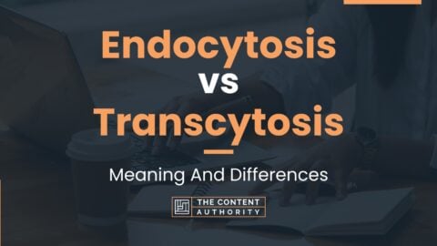 Endocytosis vs Transcytosis: Meaning And Differences