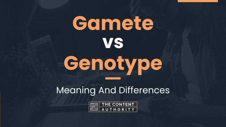 Gamete Vs Genotype Meaning And Differences