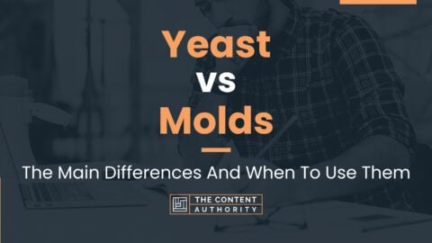 Yeast vs Molds: The Main Differences And When To Use Them