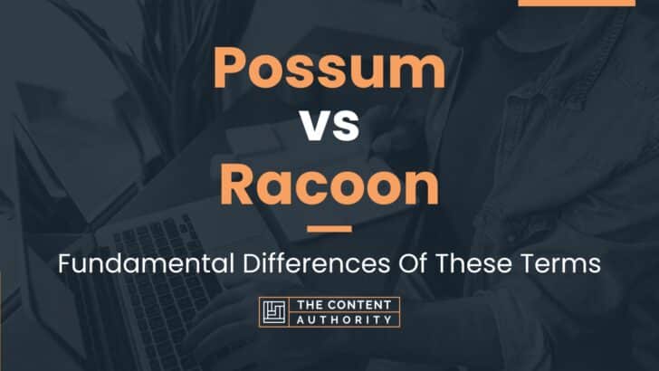 Possum vs Racoon: Fundamental Differences Of These Terms