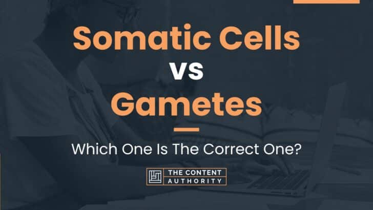 Somatic Cells vs Gametes: Which One Is The Correct One?
