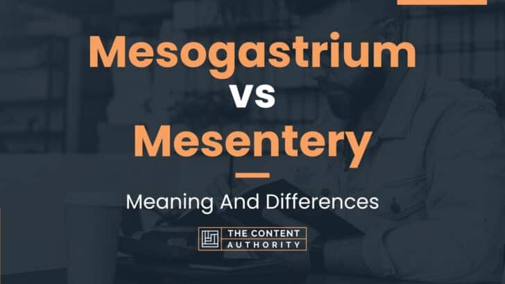 Mesogastrium vs Mesentery: Meaning And Differences