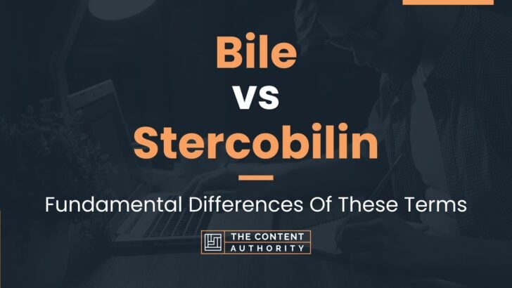 Bile vs Stercobilin: Fundamental Differences Of These Terms