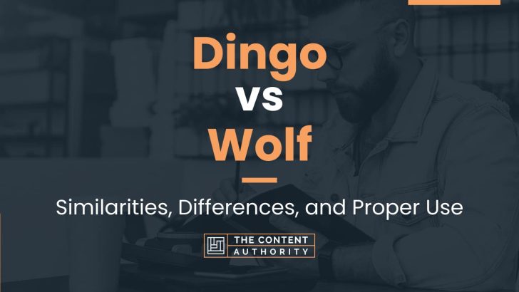 Dingo vs Wolf: Similarities, Differences, and Proper Use