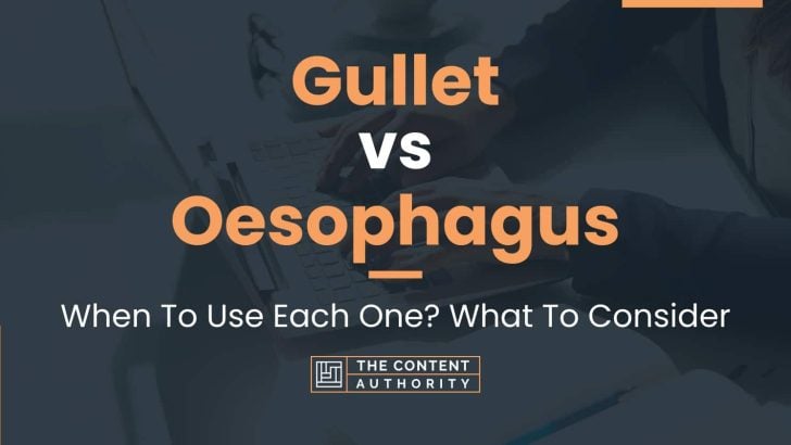 Gullet vs Oesophagus: When To Use Each One? What To Consider