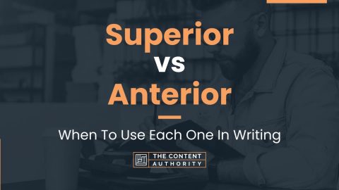 Superior vs Anterior: When To Use Each One In Writing