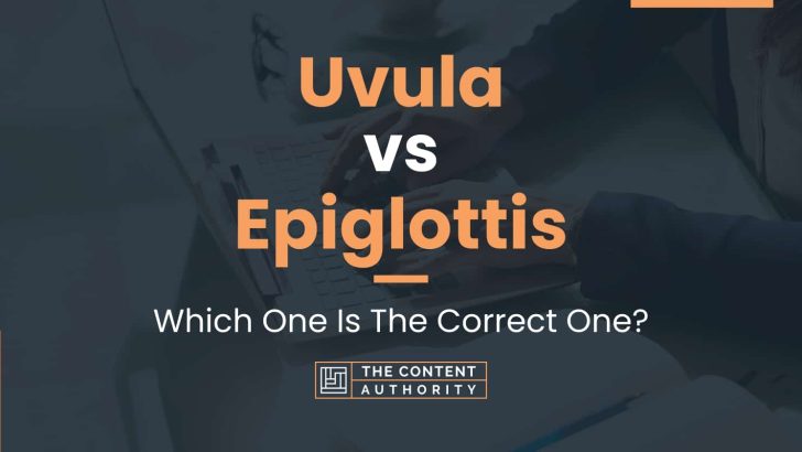 Uvula vs Epiglottis: Which One Is The Correct One?