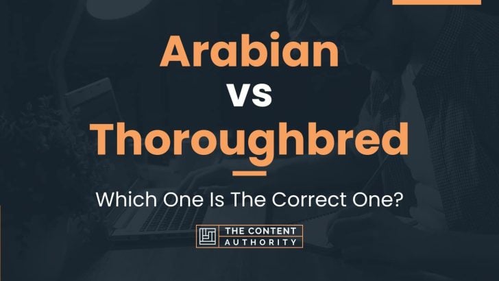 Arabian vs Thoroughbred: Which One Is The Correct One?