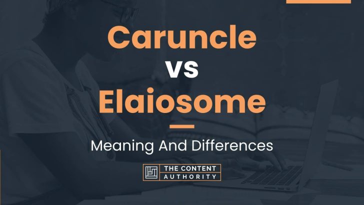 Caruncle vs Elaiosome: Meaning And Differences