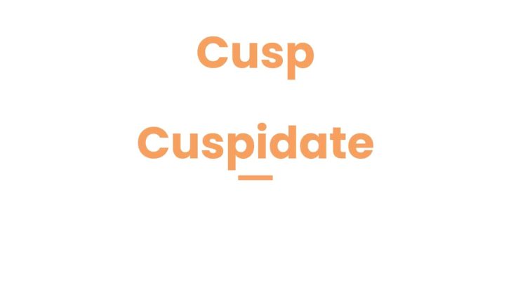 Cusp vs Cuspidate: Common Misconceptions and Accurate Usage