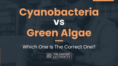 Cyanobacteria vs Green Algae: Which One Is The Correct One?