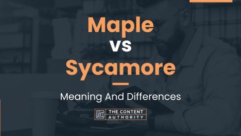 Maple vs Sycamore: Meaning And Differences