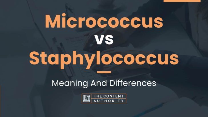 Micrococcus Vs Staphylococcus Meaning And Differences