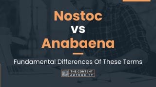 Nostoc vs Anabaena: Fundamental Differences Of These Terms