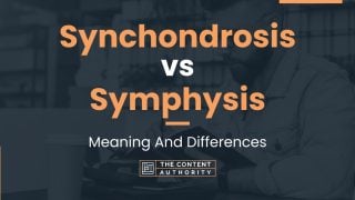 Synchondrosis vs Symphysis: Meaning And Differences