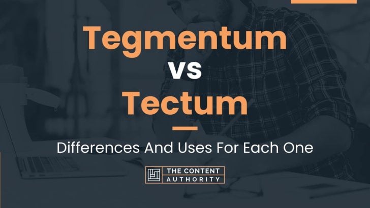 Tegmentum vs Tectum: Differences And Uses For Each One