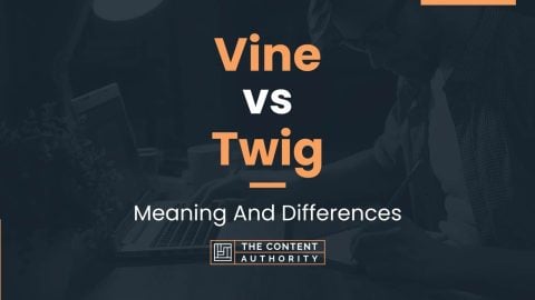 Vine vs Twig: Meaning And Differences