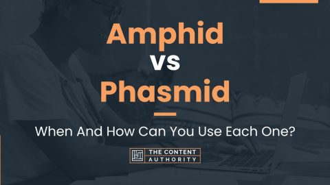 Amphid vs Phasmid: When And How Can You Use Each One?