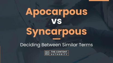 Apocarpous vs Syncarpous: Deciding Between Similar Terms