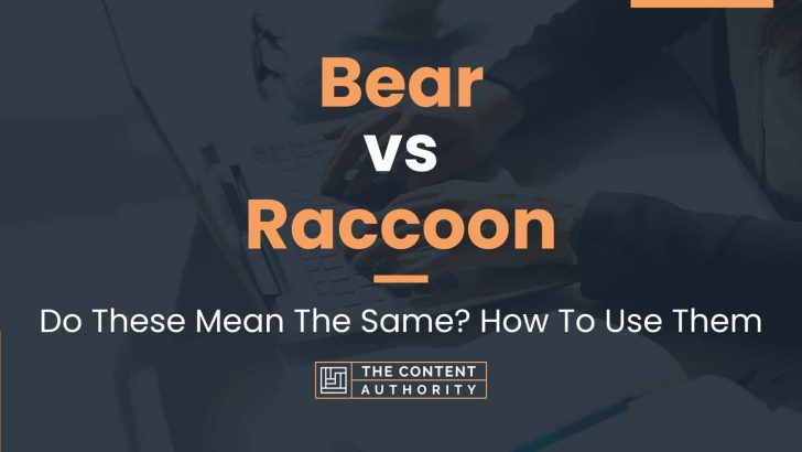 Bear vs Raccoon: Do These Mean The Same? How To Use Them