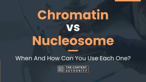 Chromatin vs Nucleosome: When And How Can You Use Each One?