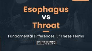 Esophagus vs Throat: Fundamental Differences Of These Terms