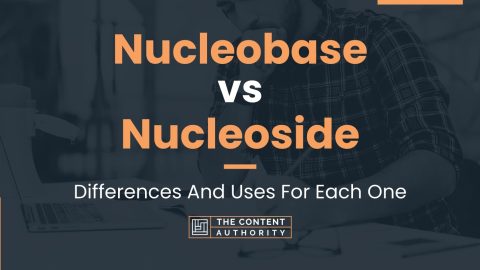 Nucleobase vs Nucleoside: Differences And Uses For Each One