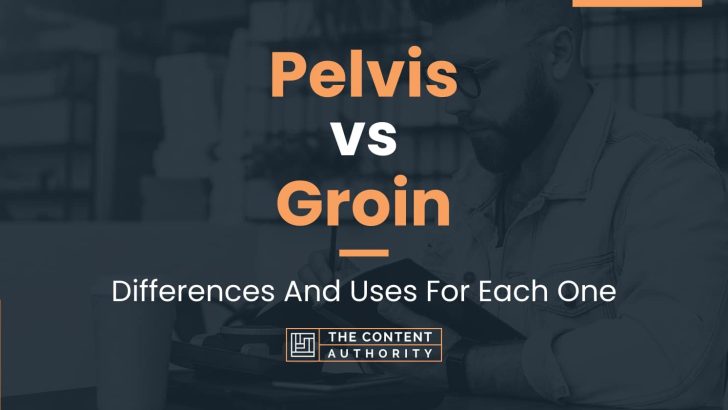 Pelvis vs Groin: Differences And Uses For Each One