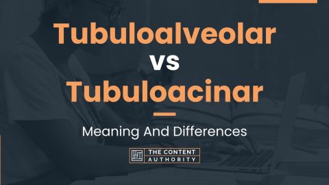 Tubuloalveolar vs Tubuloacinar: Meaning And Differences