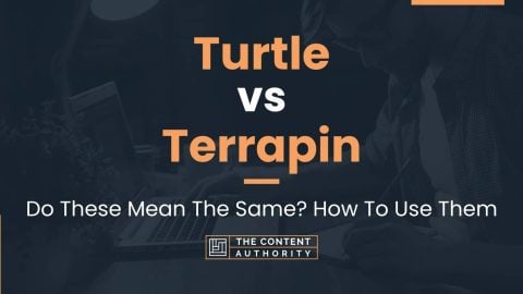 Turtle vs Terrapin: Do These Mean The Same? How To Use Them