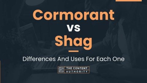 Cormorant vs Shag: Differences And Uses For Each One