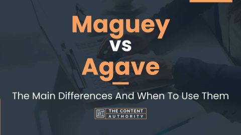 Maguey vs Agave: The Main Differences And When To Use Them