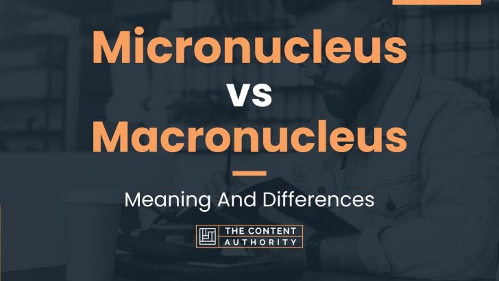 Micronucleus vs Macronucleus: Meaning And Differences