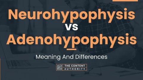 Neurohypophysis vs Adenohypophysis: Meaning And Differences