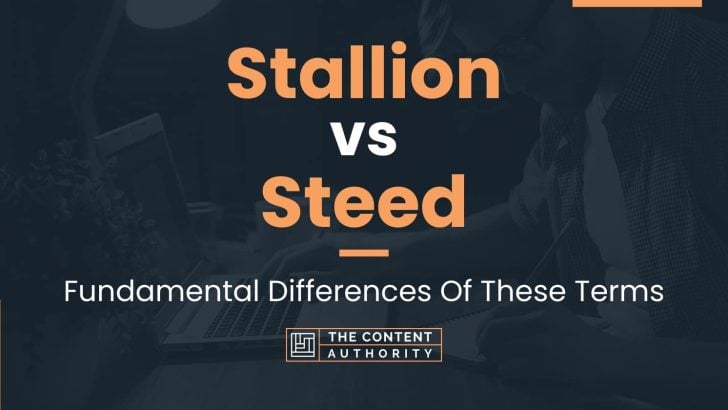 Stallion vs Steed: Fundamental Differences Of These Terms