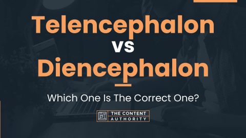 Telencephalon vs Diencephalon: Which One Is The Correct One?