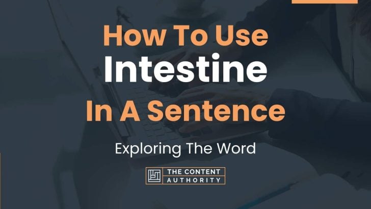 how-to-use-intestine-in-a-sentence-exploring-the-word