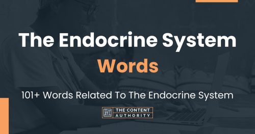 words related to the endocrine system
