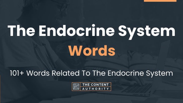 The Endocrine System Words – 101+ Words Related To The Endocrine System